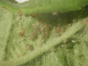 RAA colony exposed within a curled leaf.