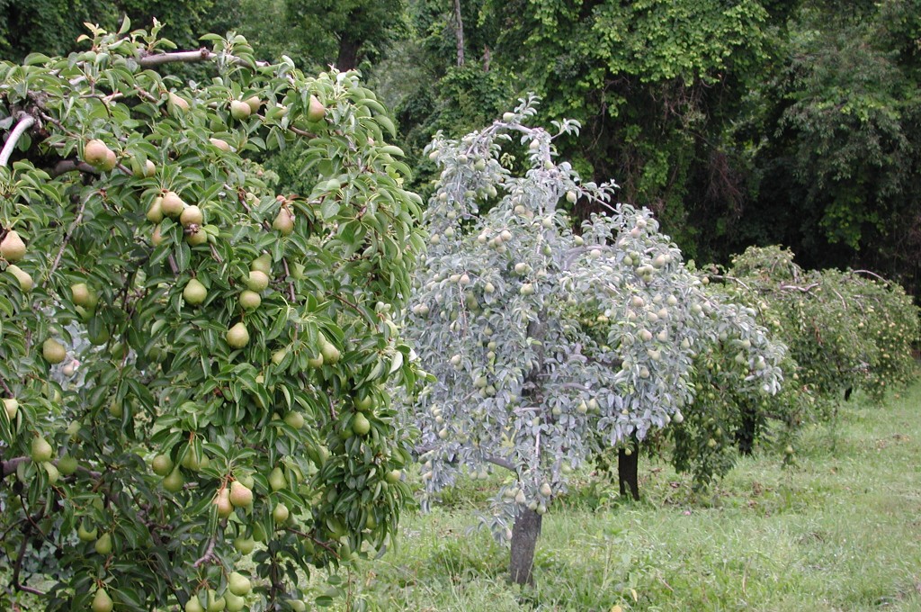 Surround on pears