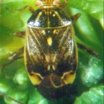 Tarnished plant bug overwinters in the adult stage.