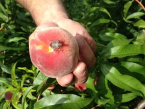 BMSB on late season peach