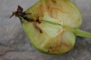 Codling Moth Calex End Frass and Fruit Injury with CM Larva 6.24.14