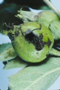 European apple sawfly damage to apple