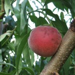 Pennings peach with BMSB feeding