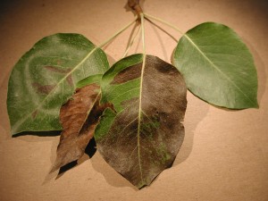 Pear Psylla Scorch to Bartlet Foliage