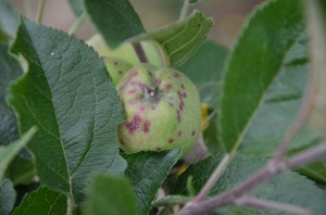 1st gen. San Jose Scale 'crawler white cap phase' on Red Delicious shortly after June emergence.