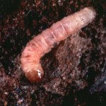Dogwood borer larva