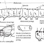 Immature larva diagram (Alabama CCE Pub.ANR-1121)