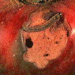 Late season fruit feeding Fruit injury caused by second brood obliquebanded leafroller larvae