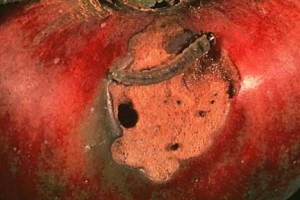 Fruit Injury Caused by Summer Generation of Obliquebanded Leafroller larvae