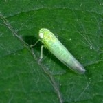 Adult potato Leafhopper