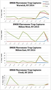 BMSB Trap Captures 7.24.14.1.