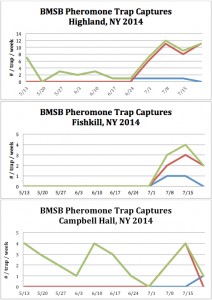 BMSB Trap Captures 7.24.14.2.