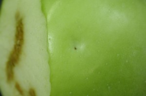 Apple Maggot Sting, oxidation and trails through fruit