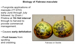 Fabraea damage to fruit