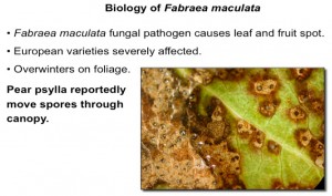 Fabraea maculata on pear foliage