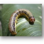 Fall Armyworm Larva (Spodoptera frugiperda) Image- Entomology Dept. Kansas State Univ.