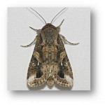 Fall Armyworm Moth (Spodoptera frugiperda) Image- Entomology Dept. Kansas State Univ.