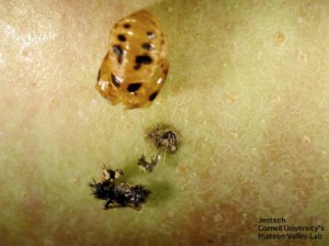 Injured fruit at harvest caused by construction of pupa case  by multi-coloured Asian lady beetle.