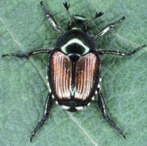 Japanese beetle adult.