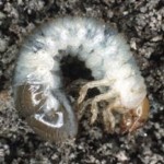 Japanese beetle larva or grub