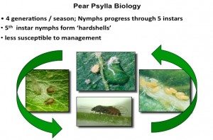 Pear psylla life cycle