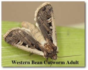 Western Bean Cutworm Adult