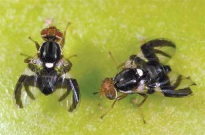 Adult apple maggot flies. Female flies (R) are black, with a pointed abdomen with four white cross bands. The males (L) are smaller and have three cross bands on a rounded abdomen.
