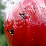 Apple Maggot on Baited Red Sticky Sphere