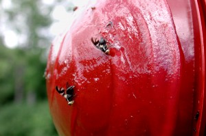 Apple Maggot on Baited Red Sticky Sphere