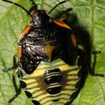 Green Stink Bug: 5th Instar Nymph