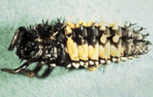 Multi-coloured Asian lady beetle mature larva (fourth instar). M.H.Rhoades
