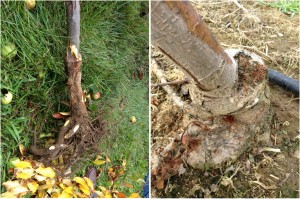 Dogwood borer injury on M-9 rootstock causing tree decline.