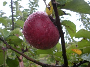 Macoun apple, a cross between McIntosh and Jersey Black,