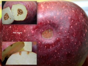 Hail injured Stayman fruit with discolored depression, shallow corking to skin surface; No feeding puncture
