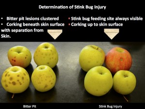 Comparison of bitter pit and stink bug injury