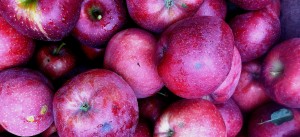 BMSB Injury on Red Delicious; Oct. 2, 2014 
