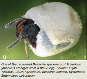 Trissolcus japonicus emerges from a BMSB egg