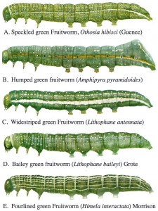 Full-grown larvae of the green fruitworm complex (watercolor paintings by J.A. Keplinger).