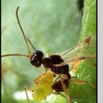 Peristenus digoneutis Loan (Hymenoptera: Braconidae)