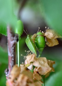 Green stink bug feeding in sweet cherry.