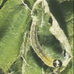 OBLR Summer larvae, webbing and feeding. 
