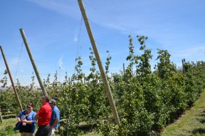 Increasing Post Length for Higher Canopy Yield.