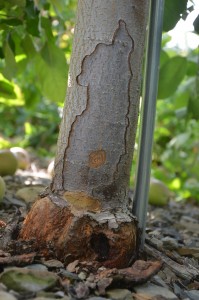 Northwest Trunk Canker, possibly from re-wetting from herbicides in a dry year? Alan L. Jones