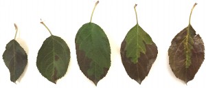 Fuji Leaves Damage by Two Spotted Spider Mite