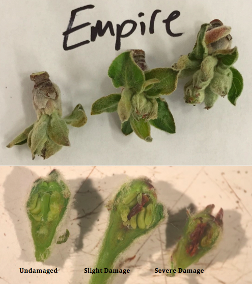 Image 1. Empire flower buds at ½” green to tight cluster showing three levels of freeze damage.