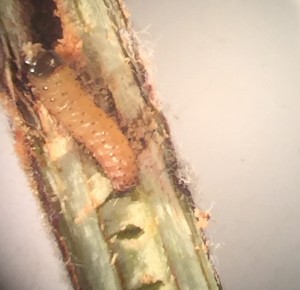 ECB larva.stem2