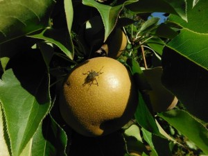 BMSB on Asian Pear