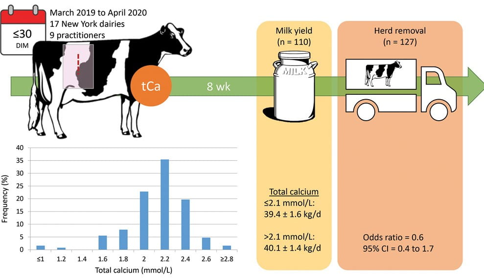 Graphical abstract showing cow blood calcium concentration histogram, milk yield, and risk of herd removal.