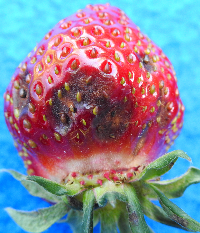 anthracnose-strawberries