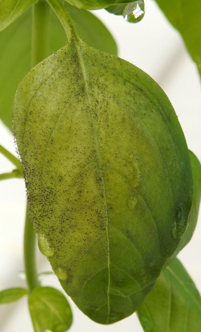 Lot of spores on upper leaf surface and on petiole.